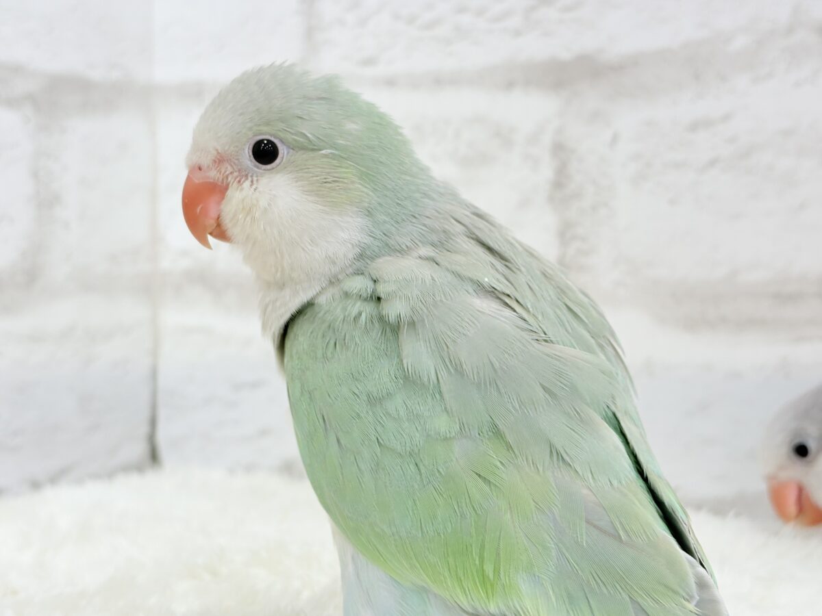 オキナインコ