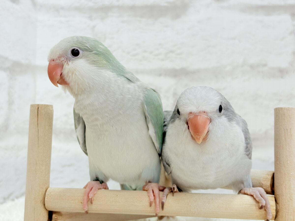 オキナインコ