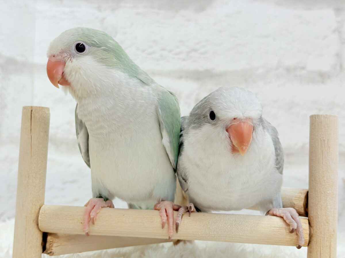オキナインコ