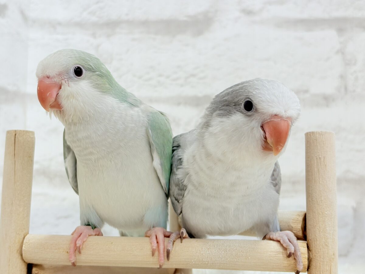 オキナインコ