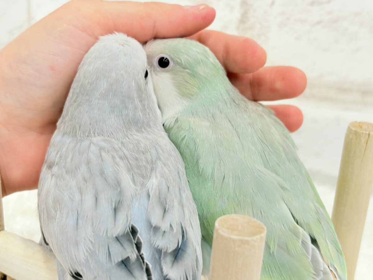 オキナインコ