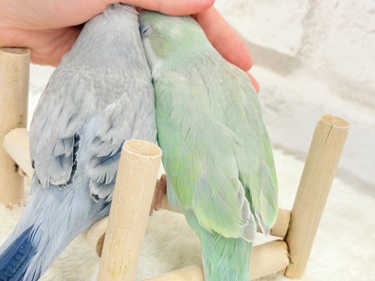 オキナインコ