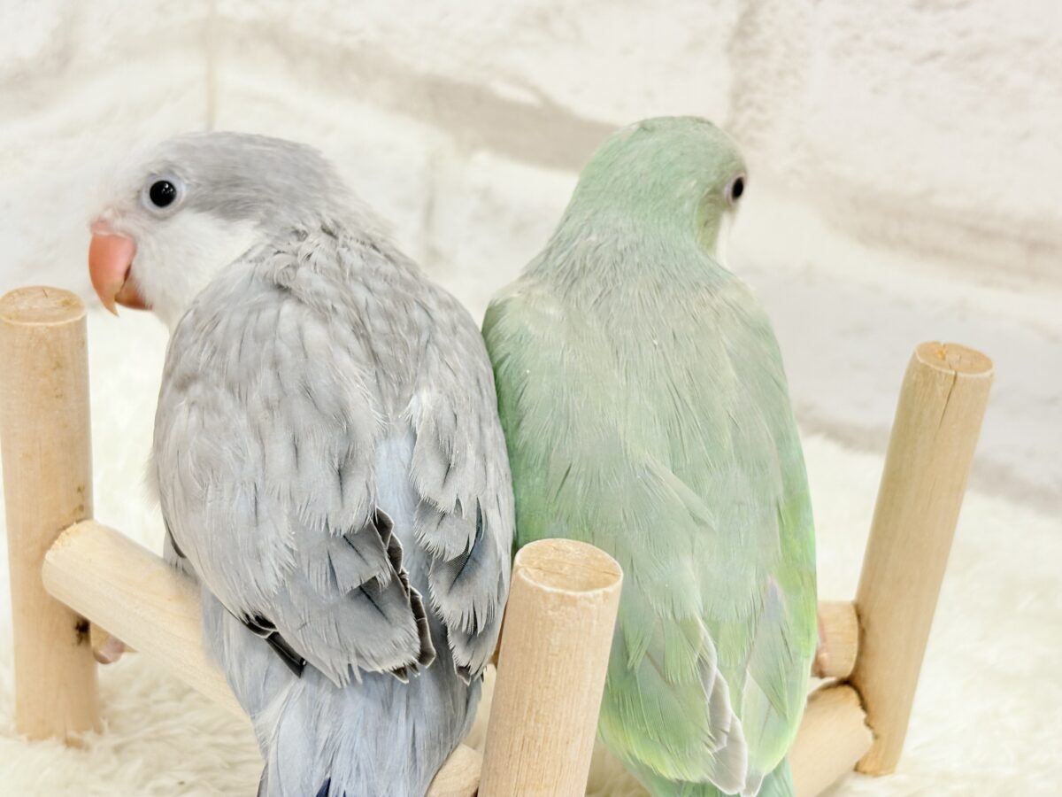 オキナインコ