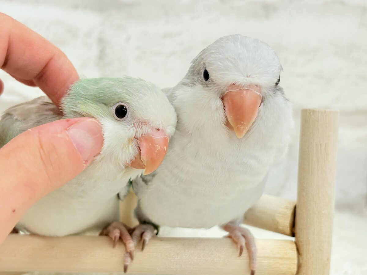 オキナインコ