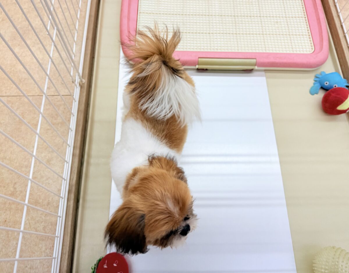 最新画像📸動画あり🎥シーズー(ゴールド&ホワイト)女の子♪広いサークルにお引っ越ししました! シーズー