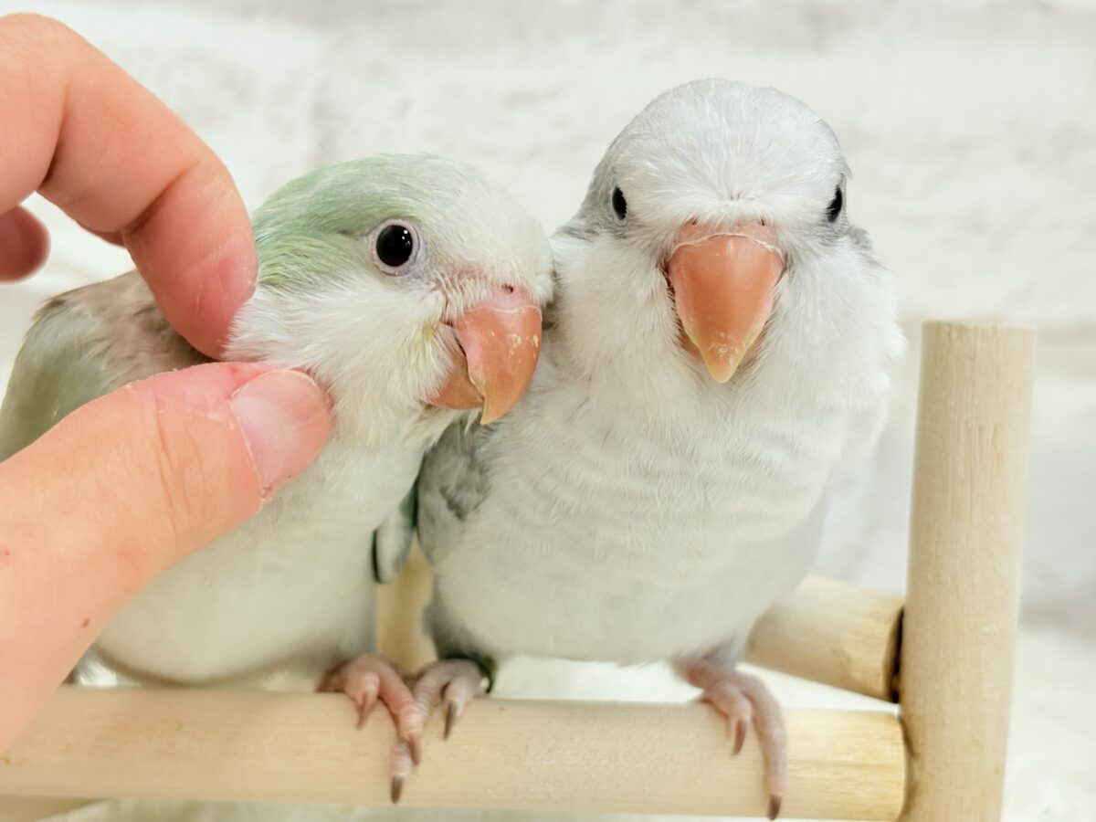 オキナインコ