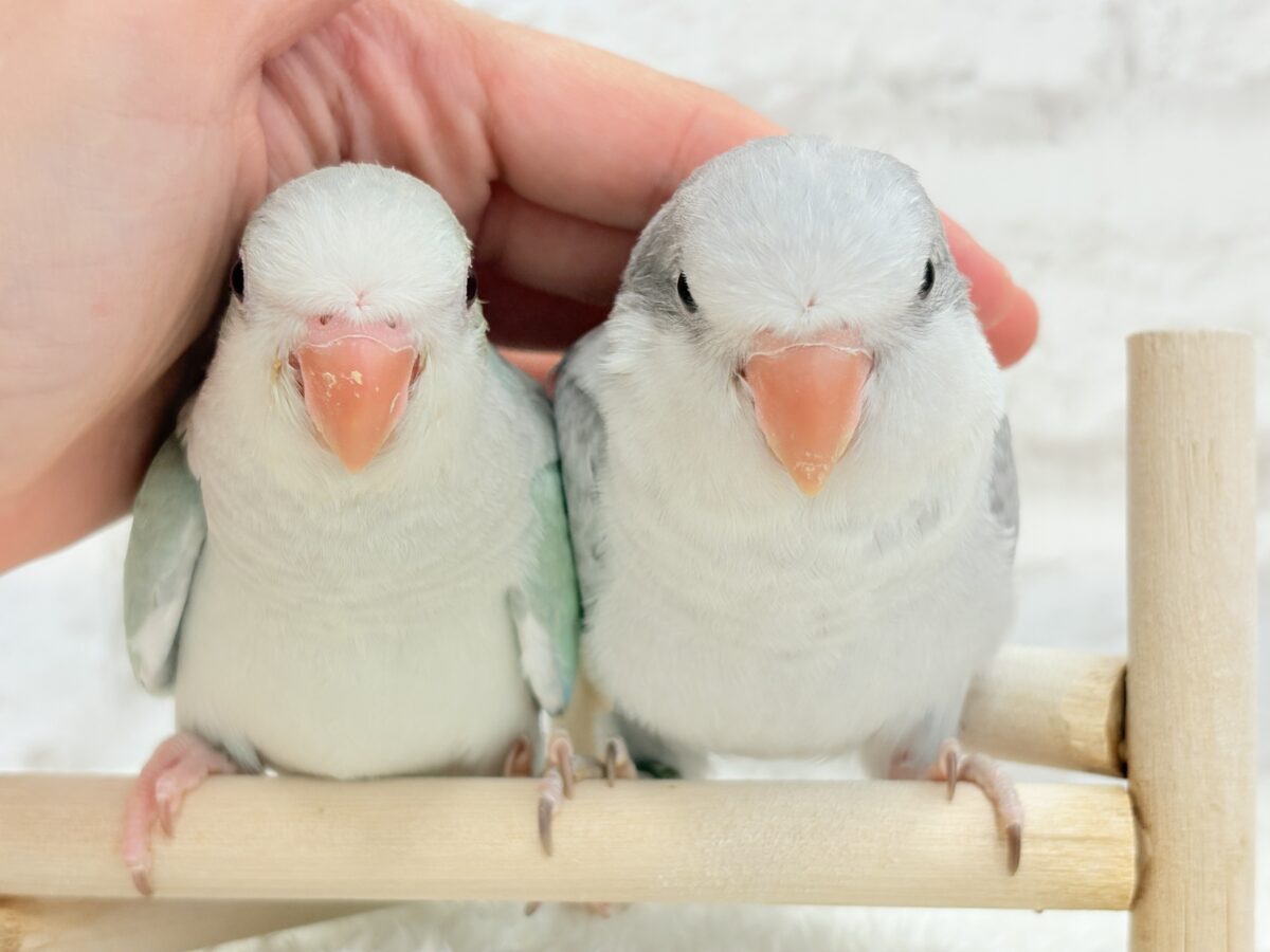 【最新画像更新🪄もうすぐひとり餌☆】誰より鳴くよ♬*°ウケケケケッ🐣🎶⸒⸒オキナインコ(コバルトオパーリン) ヒナ オキナインコ