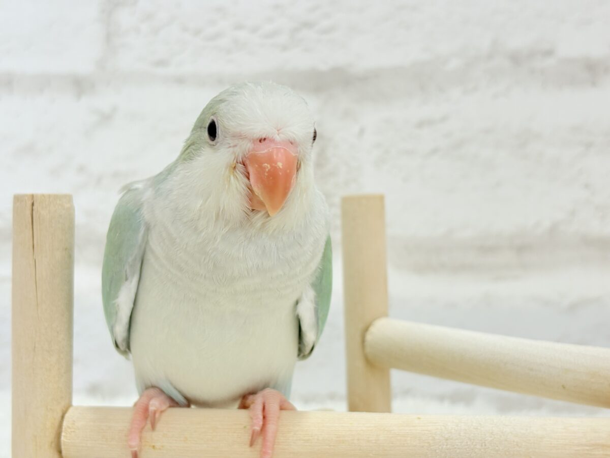 【最新画像更新🪄もうすぐひとり餌☆】来ったぞ♪来たぞ♬*°青リンゴ🐣🍏🫧オキナインコ(アクアブルーパリド) ヒナ オキナインコ
