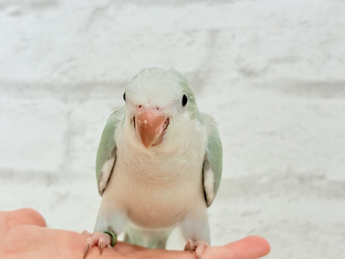 【最新画像更新🪄もうすぐひとり餌☆】来ったぞ♪来たぞ♬*°青リンゴ🐣🍏🫧オキナインコ(アクアブルーパリド) ヒナ オキナインコ