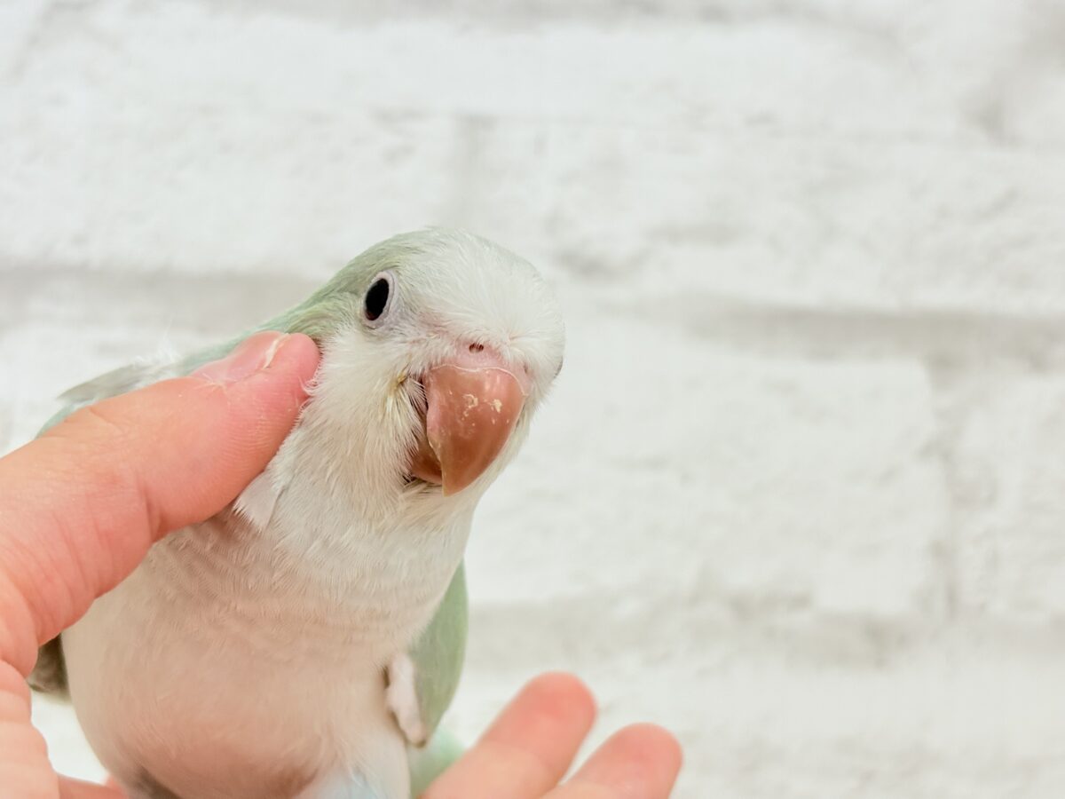 【最新画像更新🪄もうすぐひとり餌☆】来ったぞ♪来たぞ♬*°青リンゴ🐣🍏🫧オキナインコ(アクアブルーパリド) ヒナ オキナインコ
