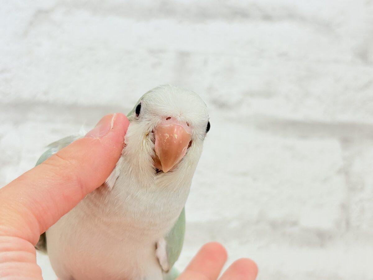 オキナインコ