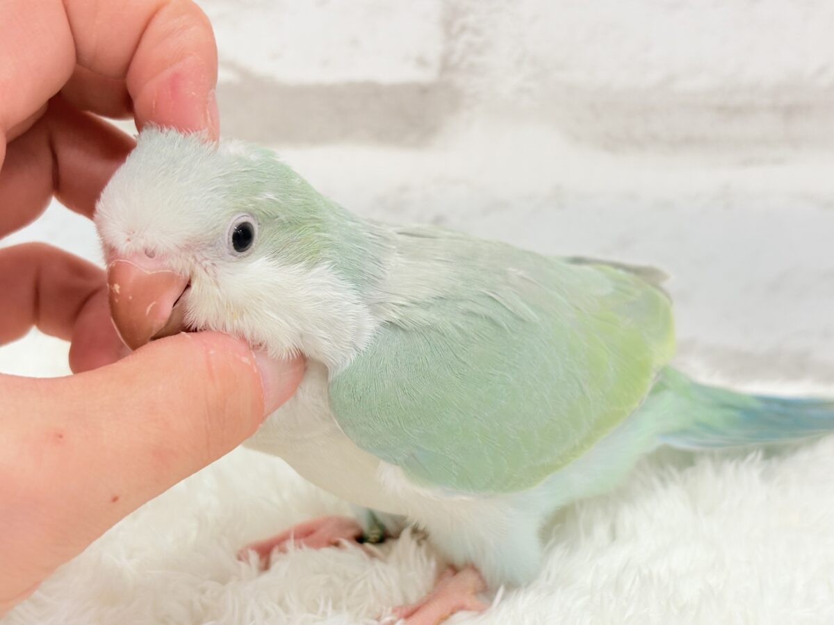 オキナインコ