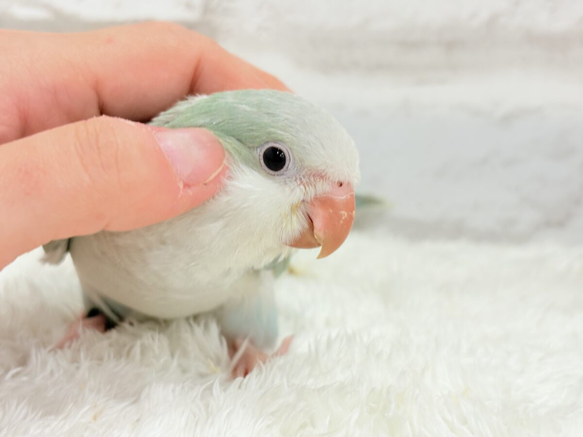 オキナインコ