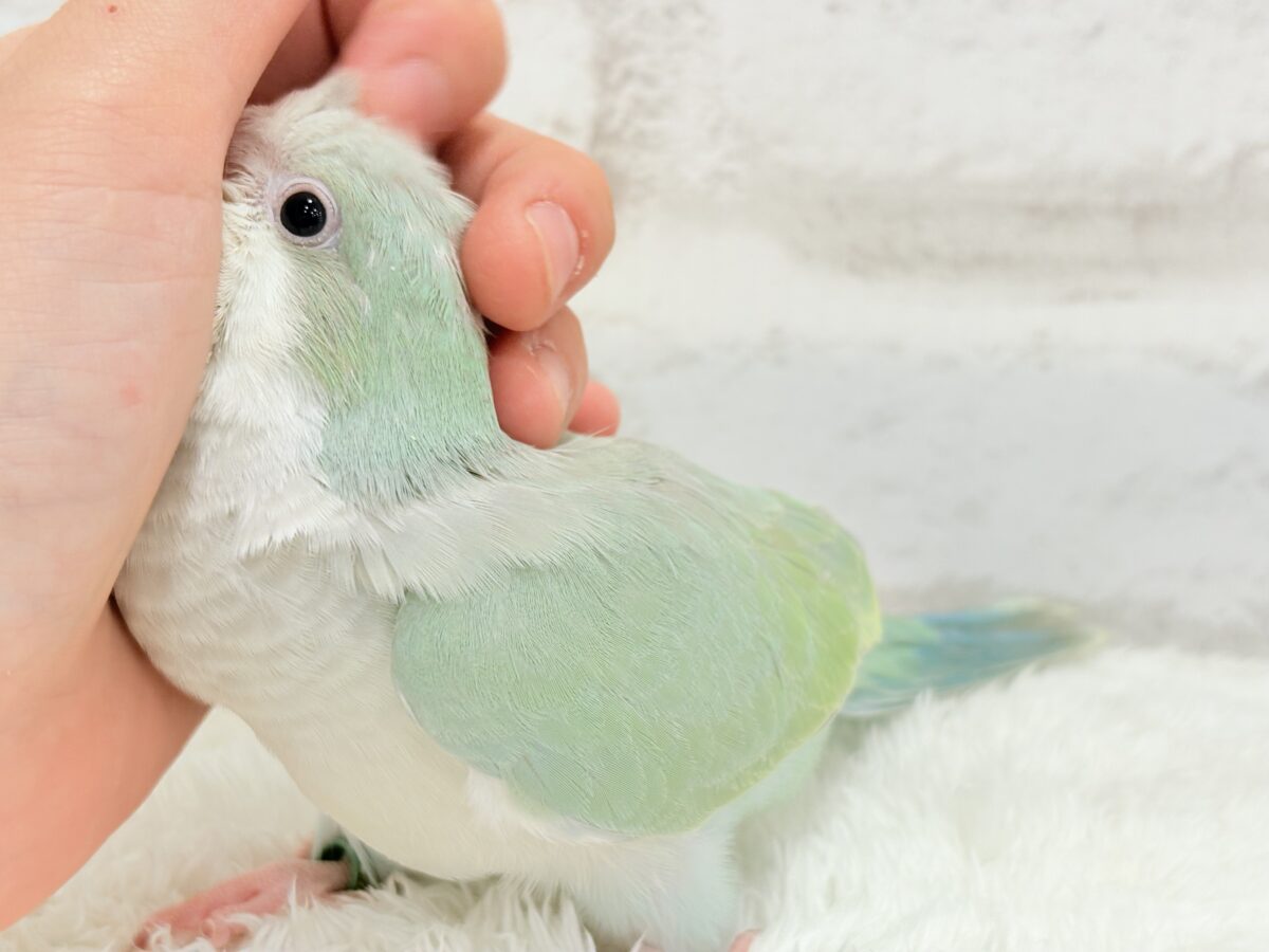 【最新画像更新🪄もうすぐひとり餌☆】来ったぞ♪来たぞ♬*°青リンゴ🐣🍏🫧オキナインコ(アクアブルーパリド) ヒナ オキナインコ
