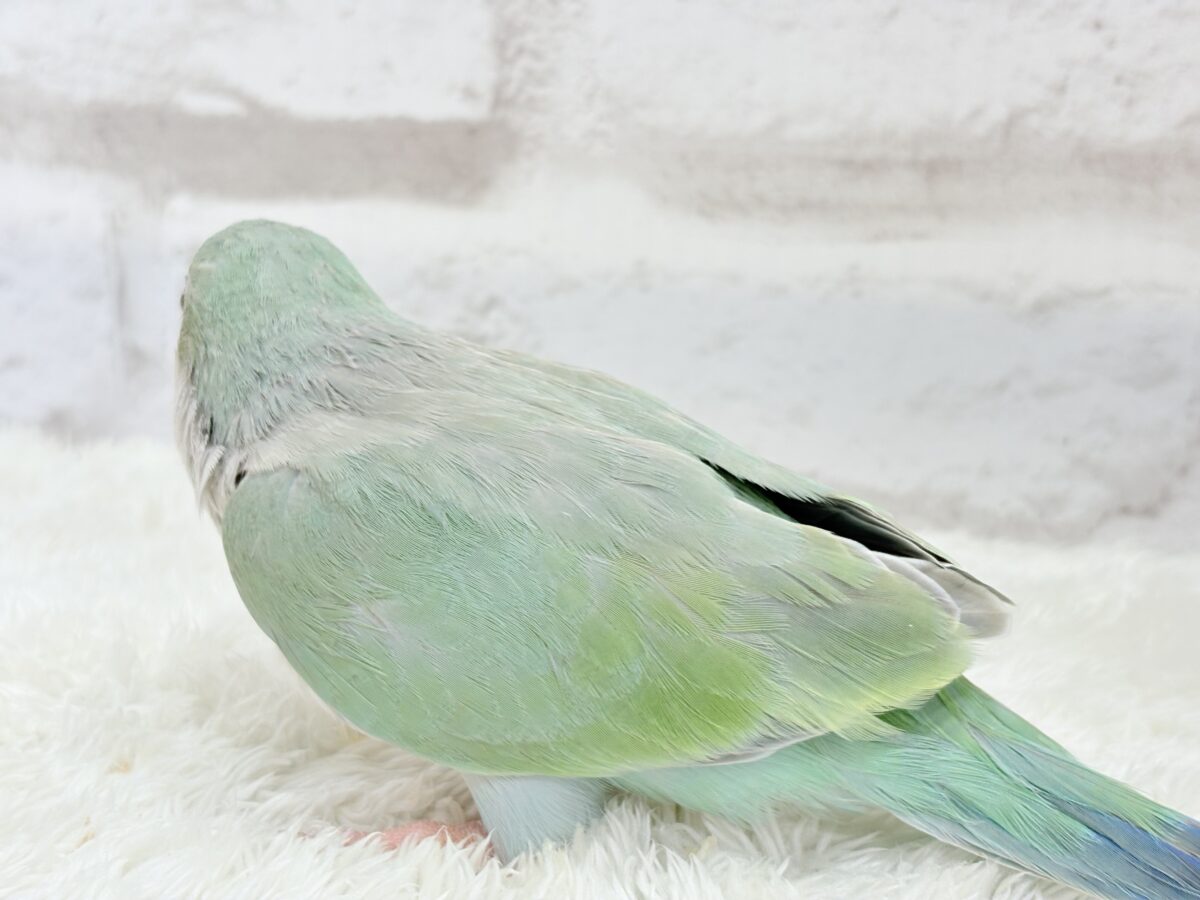 オキナインコ