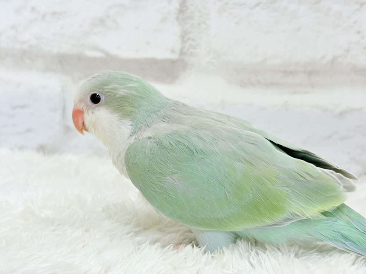 オキナインコ