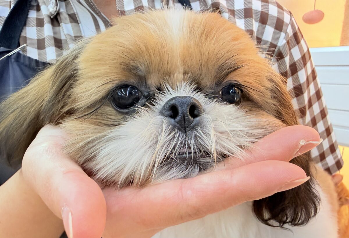 最新画像📸動画あり🎥シーズー(ゴールド&ホワイト)女の子♪広いサークルにお引っ越ししました! シーズー