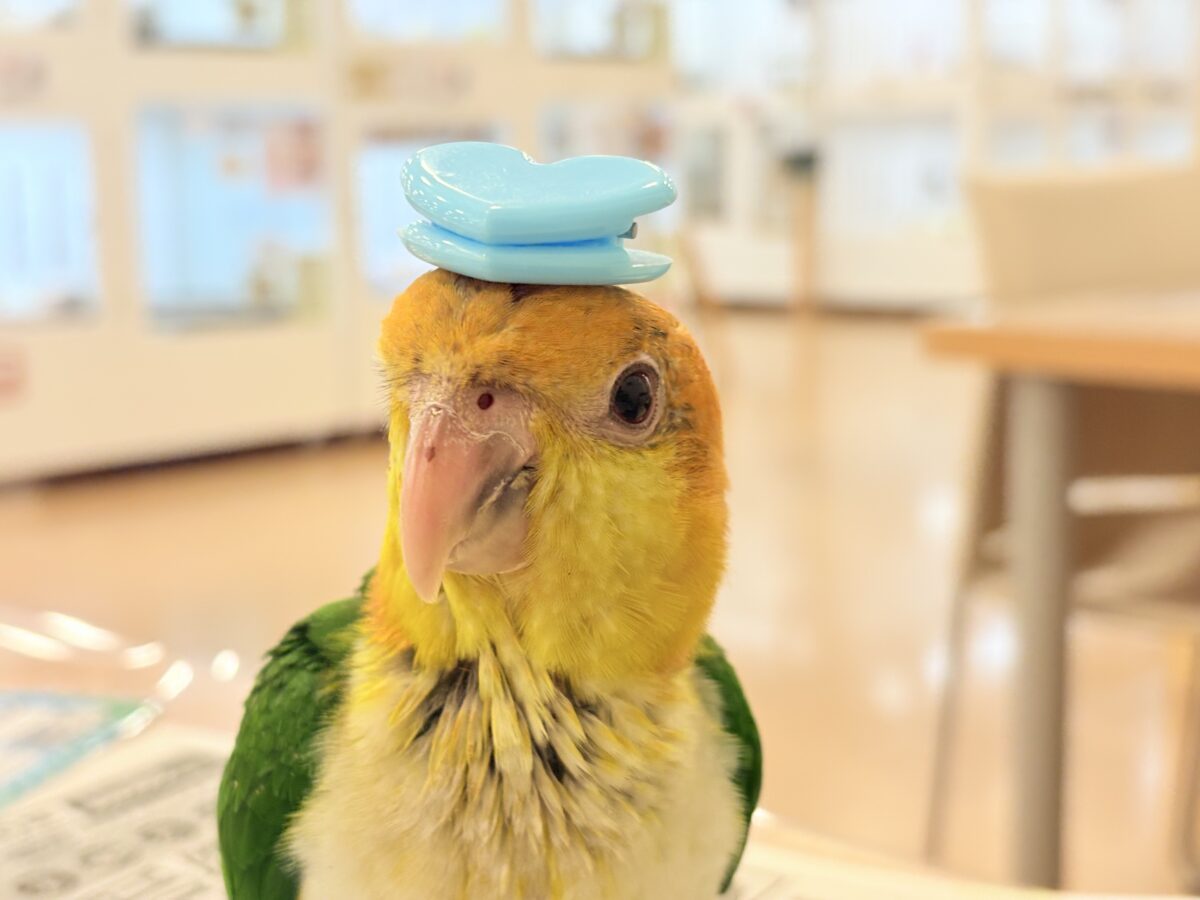 シロハラインコ