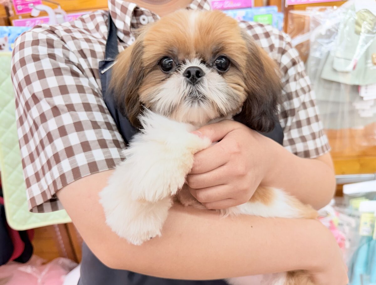 最新画像📸動画あり🎥シーズー(ゴールド&ホワイト)女の子♪広いサークルにお引っ越ししました! シーズー