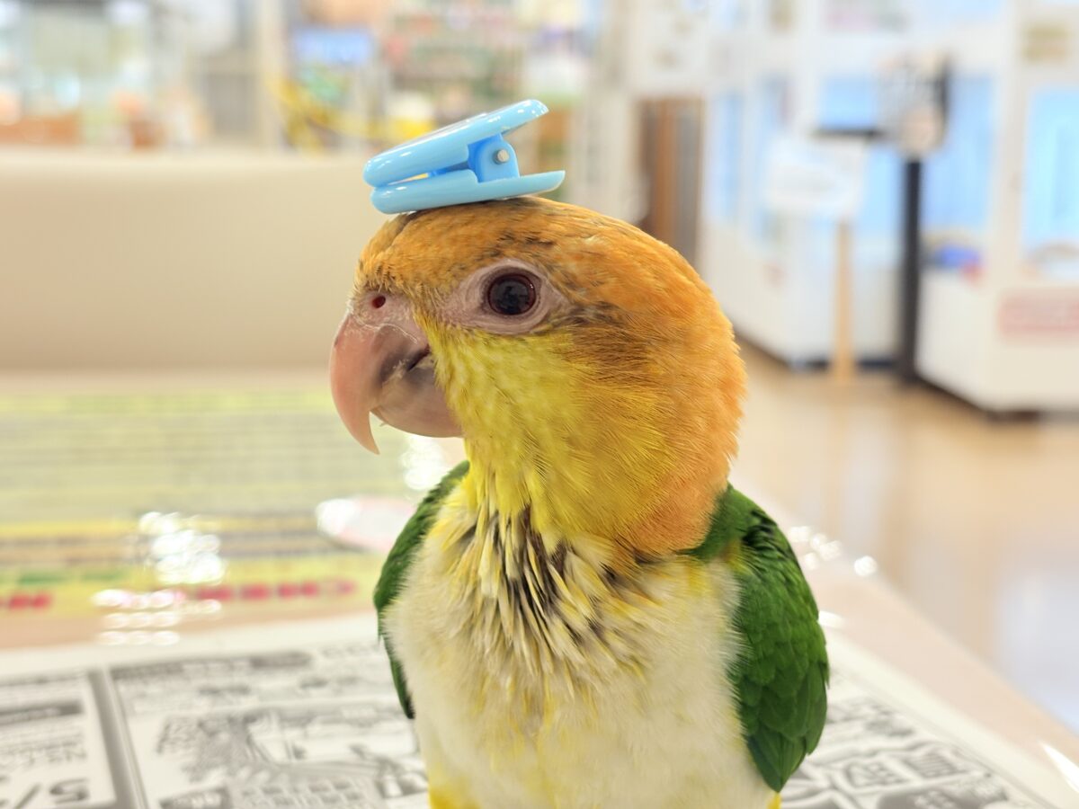 【最新画像更新🪄もうすぐひとり餌☆】元気印🪅みかん頭の甘えんぼ🍊💖シロハラインコ ヒナ シロハラインコ