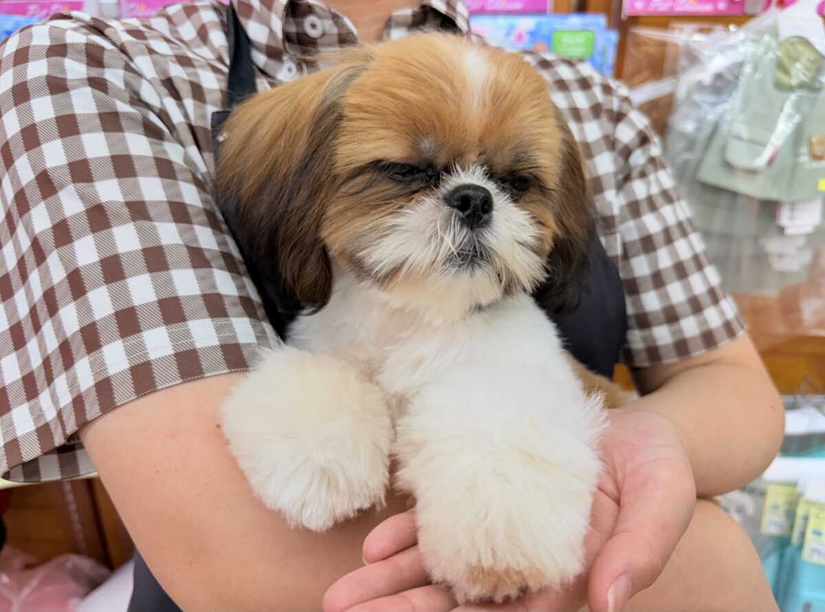 最新画像📸動画あり🎥シーズー(ゴールド&ホワイト)女の子♪広いサークルにお引っ越ししました! シーズー