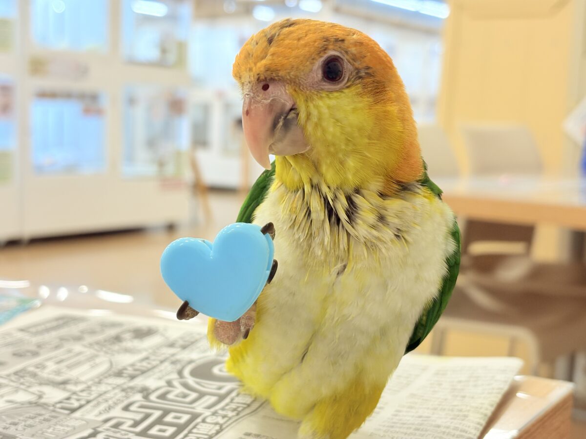 【最新画像更新🪄もうすぐひとり餌☆】元気印🪅みかん頭の甘えんぼ🍊💖シロハラインコ ヒナ シロハラインコ