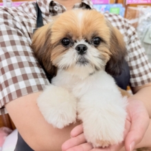 最新画像📸動画あり🎥シーズー（ゴールド&ホワイト）女の子♪広いサークルにお引っ越ししました！