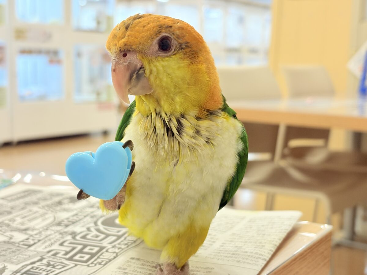 【最新画像更新🪄もうすぐひとり餌☆】元気印🪅みかん頭の甘えんぼ🍊💖シロハラインコ ヒナ シロハラインコ