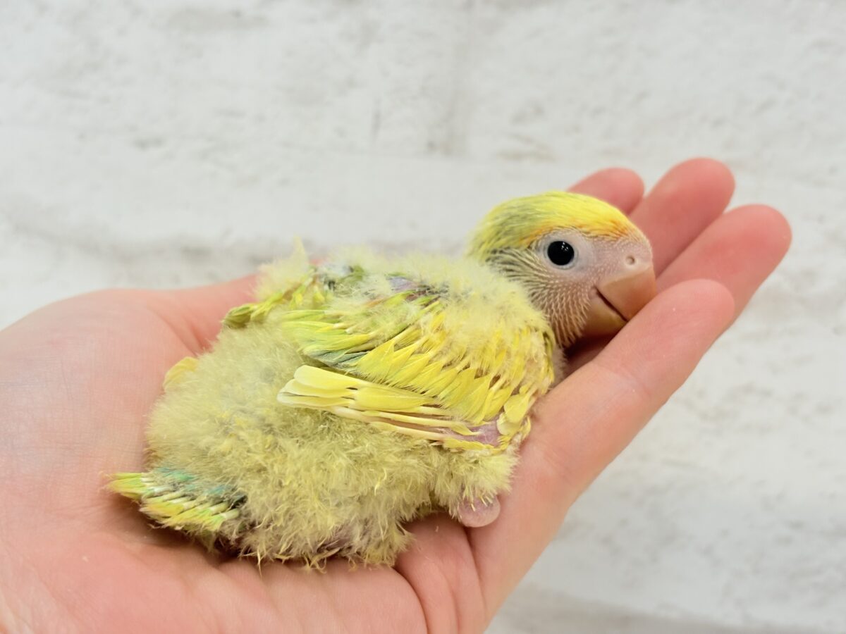 花束みたいなカラフルコザたん🐣💐✨コザクラインコ(タイガーチェリー) ヒナ コザクラインコ(小桜インコ)