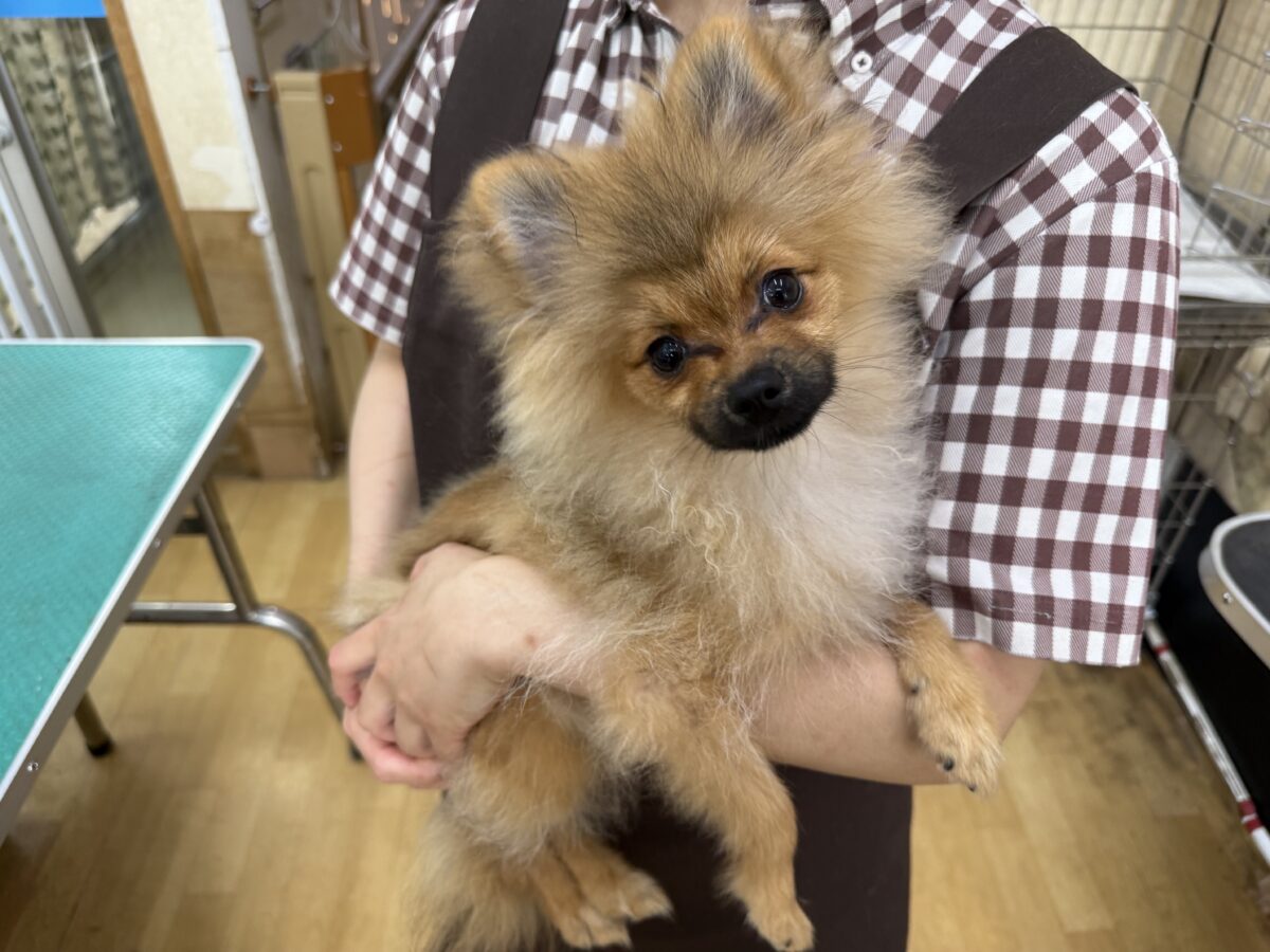 最新画像更新✨誘われたらサイゴ♬♪その、ポメすまいるーー ポメラニアン 男のコ~~ ポメラニアン