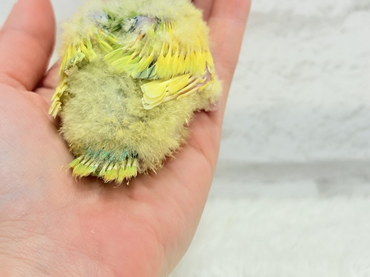 花束みたいなカラフルコザたん🐣💐✨コザクラインコ(タイガーチェリー) ヒナ コザクラインコ(小桜インコ)