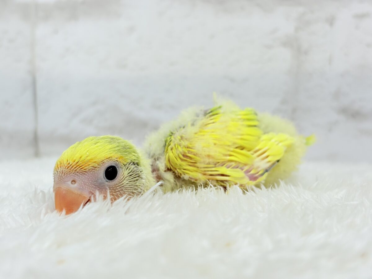 コザクラインコ（小桜インコ）