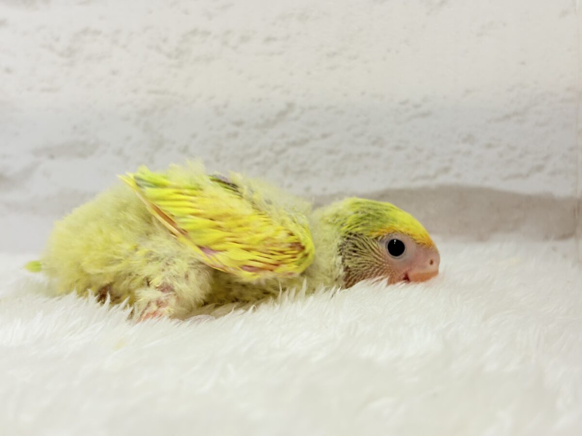 コザクラインコ（小桜インコ）