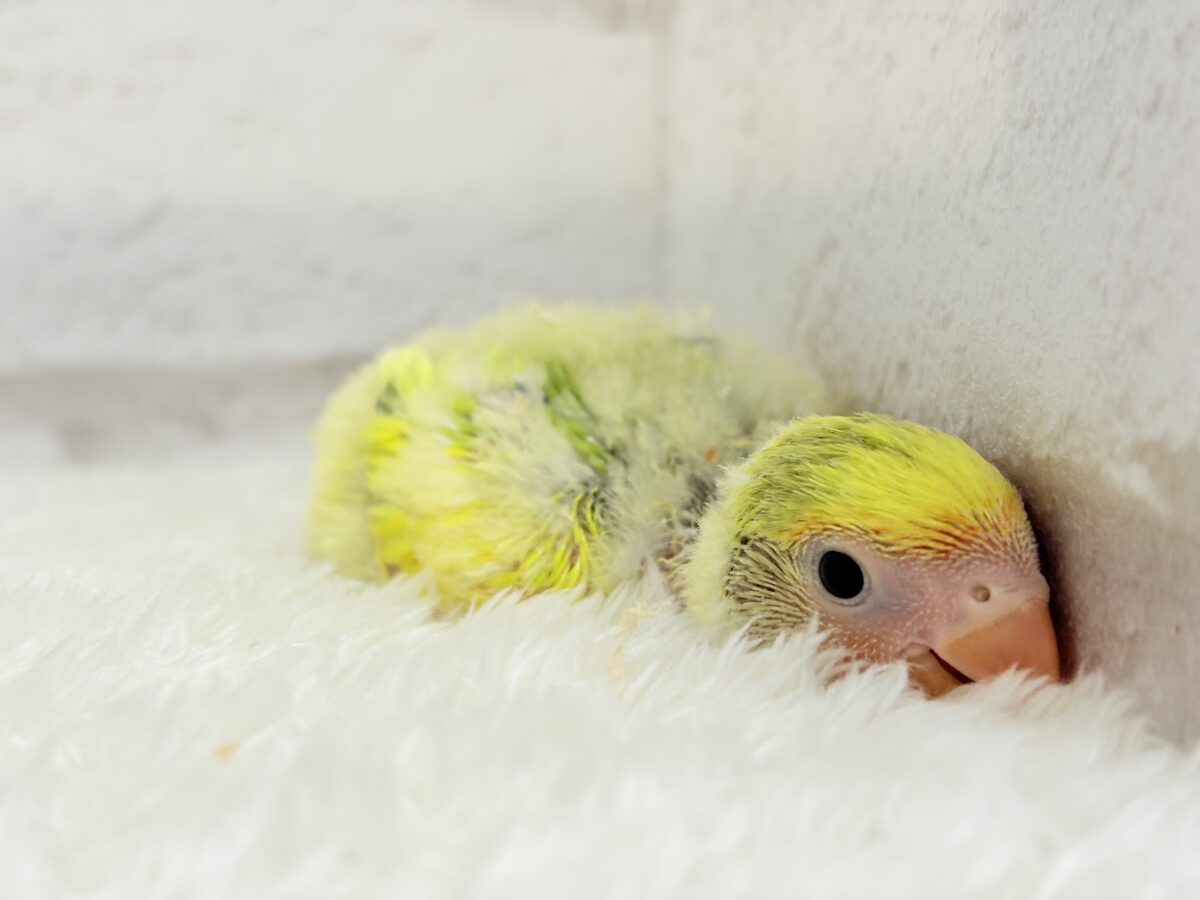 花束みたいなカラフルコザたん🐣💐✨コザクラインコ(タイガーチェリー) ヒナ コザクラインコ(小桜インコ)