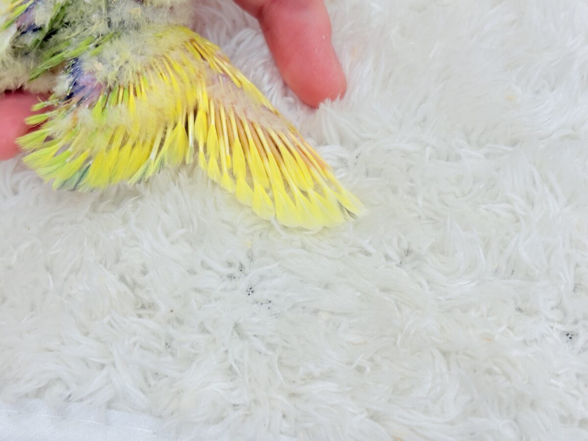 花束みたいなカラフルコザたん🐣💐✨コザクラインコ(タイガーチェリー) ヒナ コザクラインコ(小桜インコ)