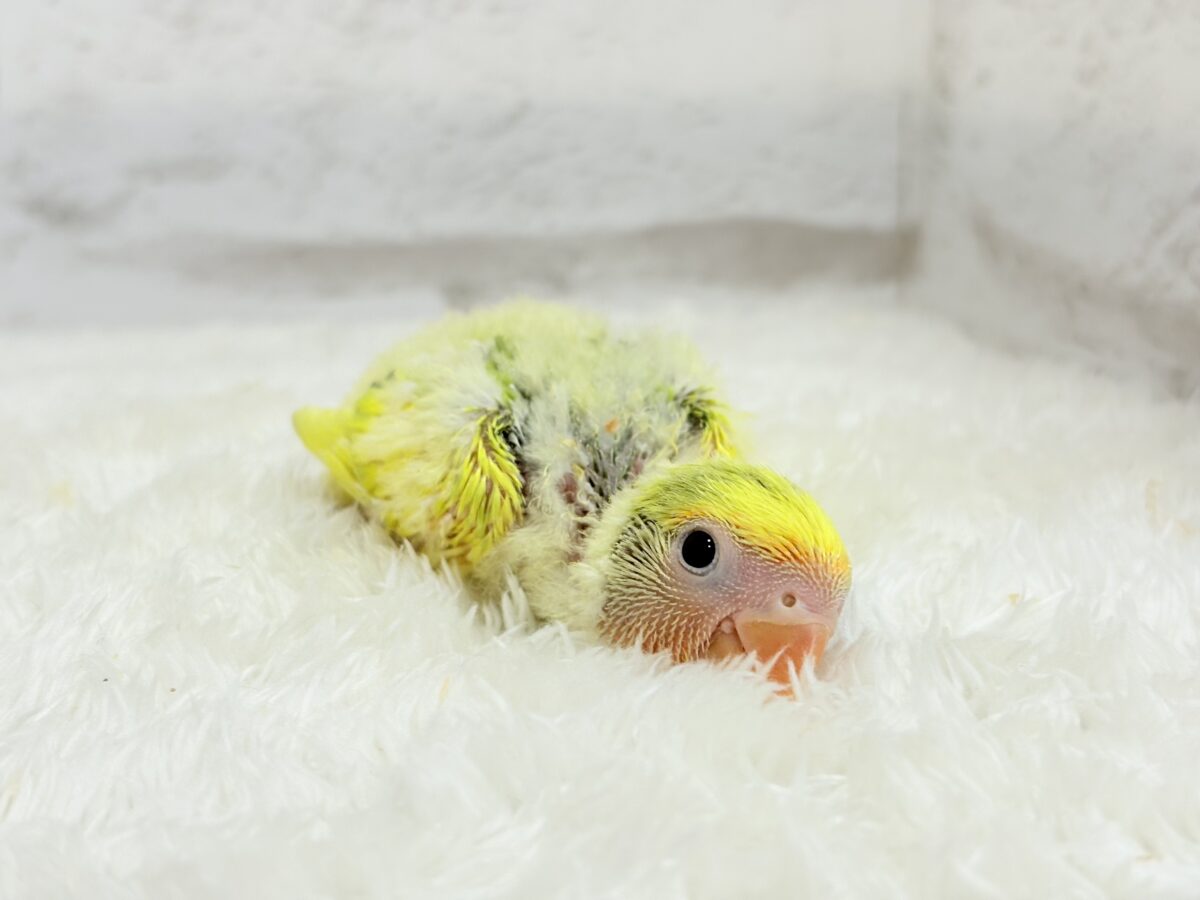 花束みたいなカラフルコザたん🐣💐✨コザクラインコ(タイガーチェリー) ヒナ コザクラインコ(小桜インコ)