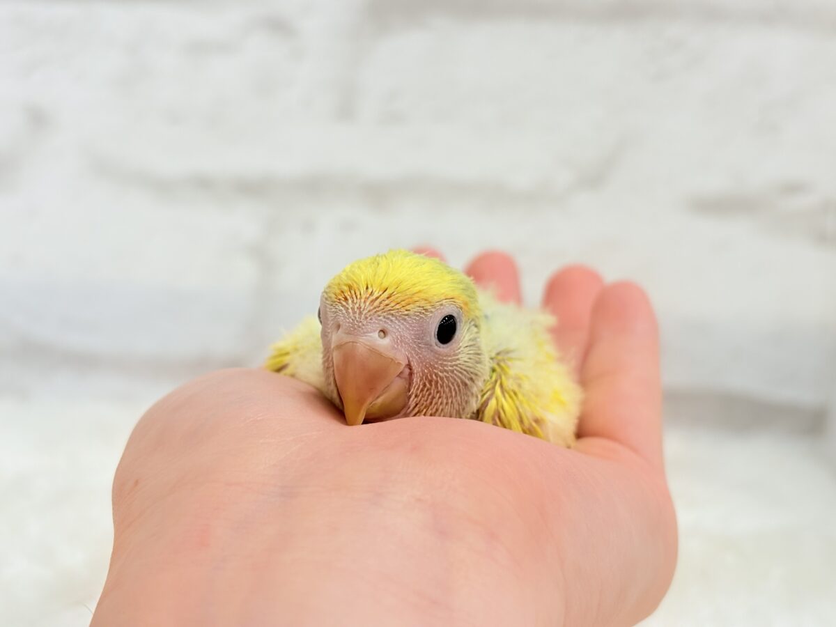 コザクラインコ（小桜インコ）