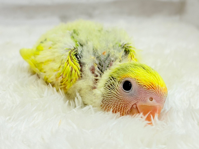 花束みたいなカラフルコザたん🐣💐✨コザクラインコ(タイガーチェリー) ヒナ