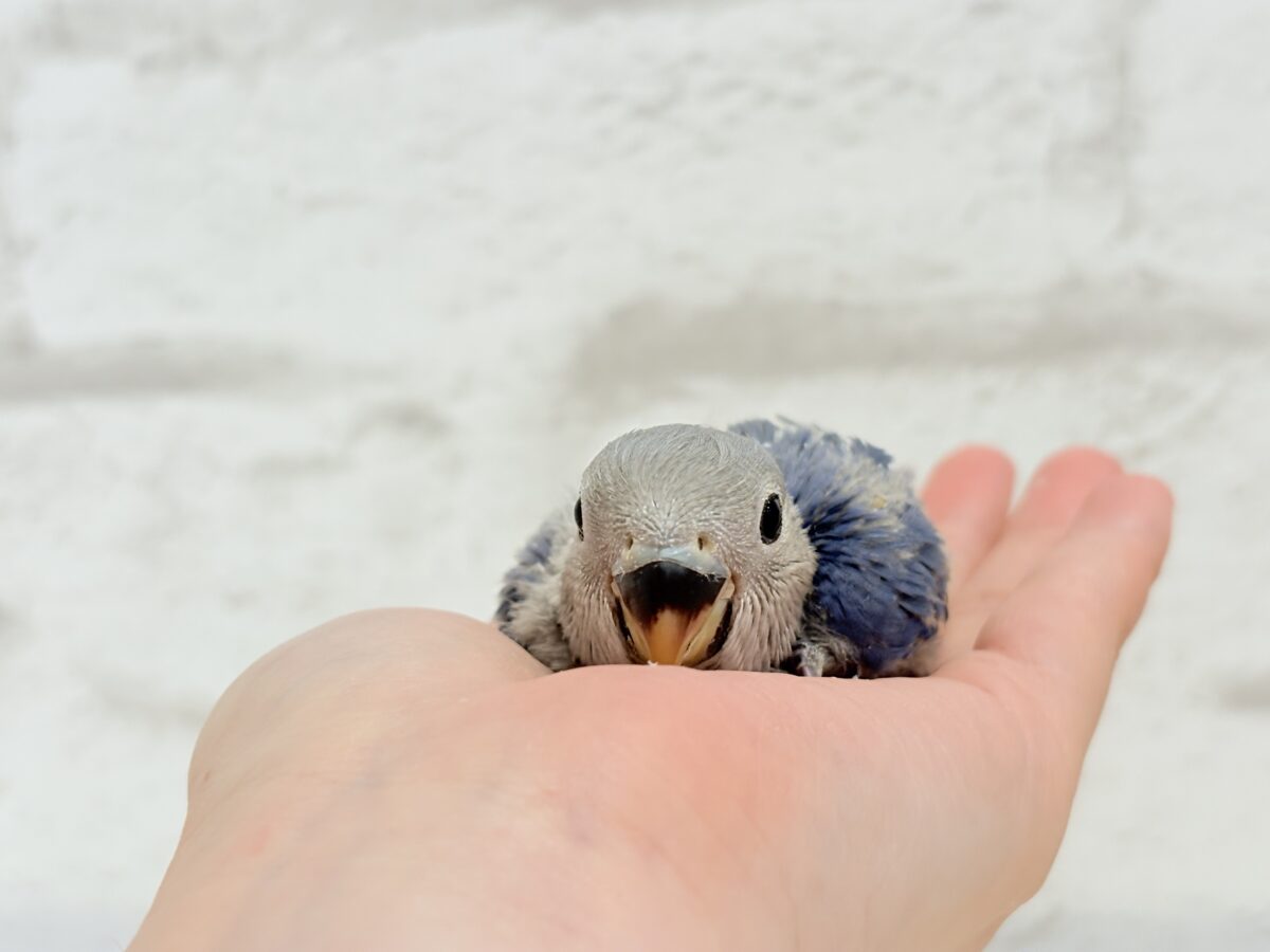 【最新画像更新🪄】青み強め💙✨ピカピカきらきら人気者🐣コザクラインコ(バイオレット) ヒナ コザクラインコ(小桜インコ)