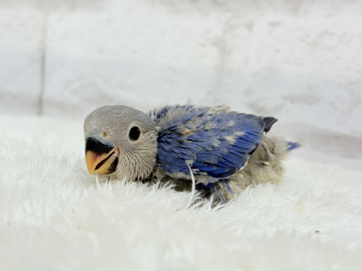 【最新画像更新🪄】青み強め💙✨ピカピカきらきら人気者🐣コザクラインコ(バイオレット) ヒナ コザクラインコ(小桜インコ)