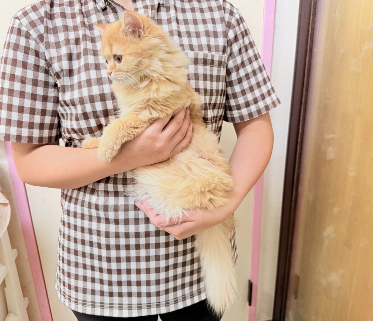 マンチカン(レッドタビー)女の子♪撫で撫でされるの大好き❤️ケージデビューしてるよ! マンチカン