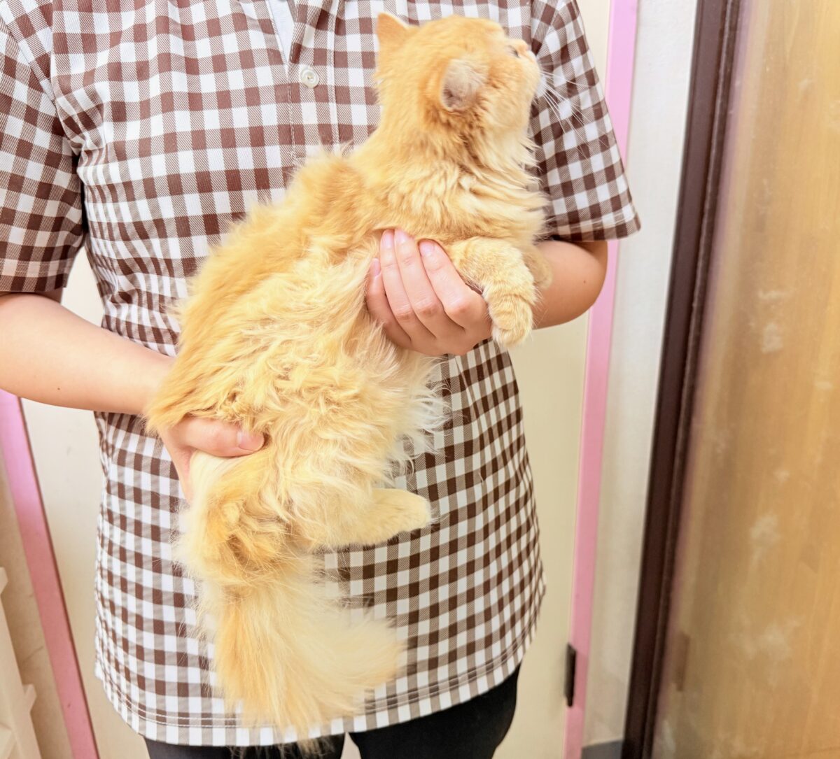 マンチカン(レッドタビー)女の子♪撫で撫でされるの大好き❤️ケージデビューしてるよ! マンチカン