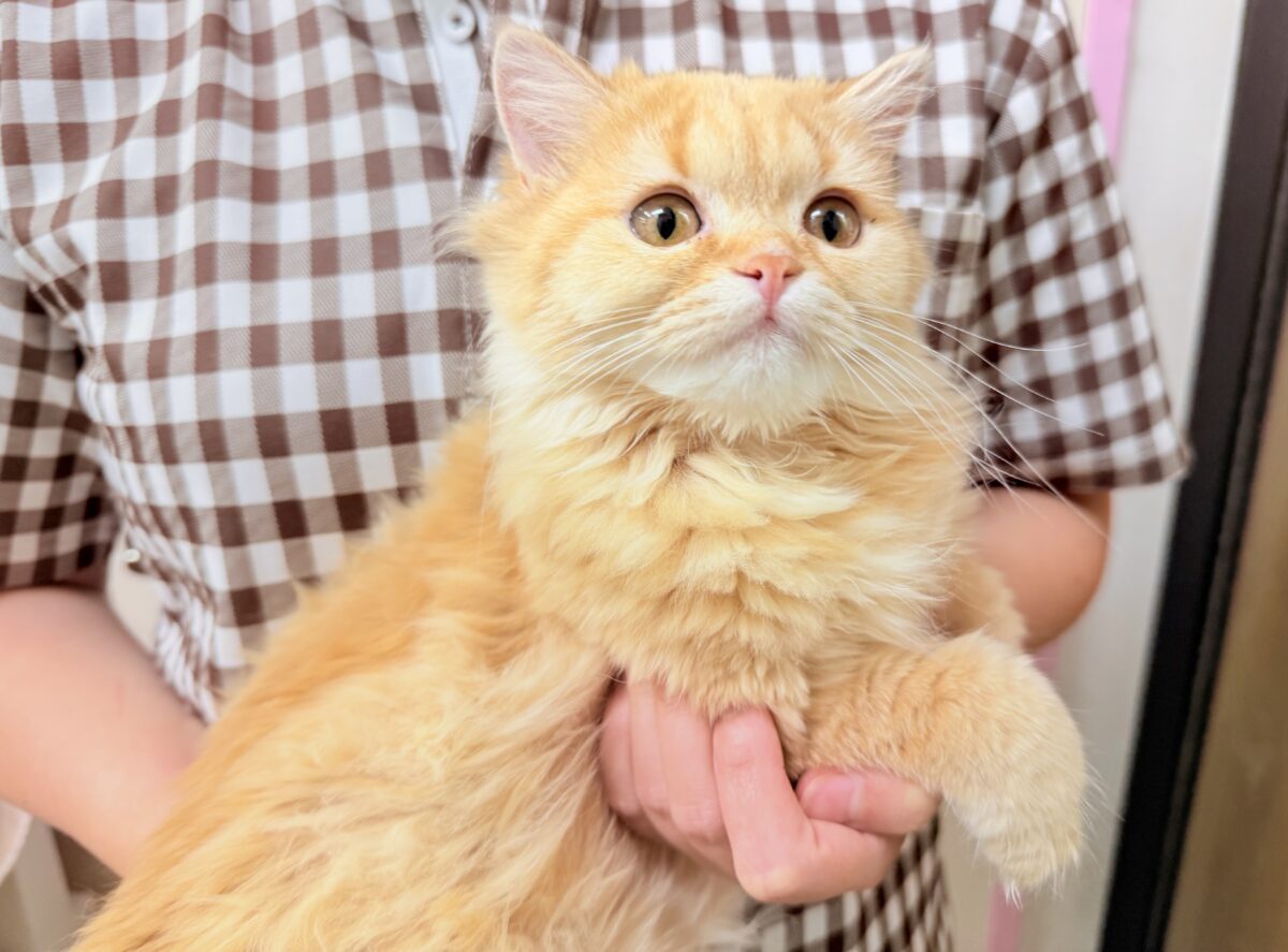 マンチカン(レッドタビー)女の子♪撫で撫でされるの大好き❤️ケージデビューしてるよ! マンチカン