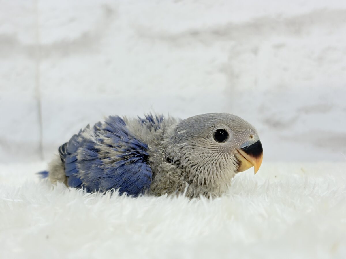 【最新画像更新🪄】青み強め💙✨ピカピカきらきら人気者🐣コザクラインコ(バイオレット) ヒナ コザクラインコ(小桜インコ)