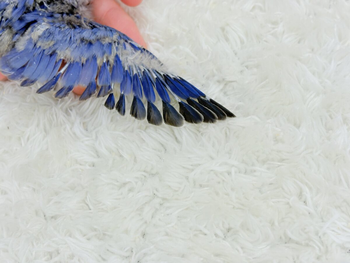 【最新画像更新🪄】青み強め💙✨ピカピカきらきら人気者🐣コザクラインコ(バイオレット) ヒナ コザクラインコ(小桜インコ)