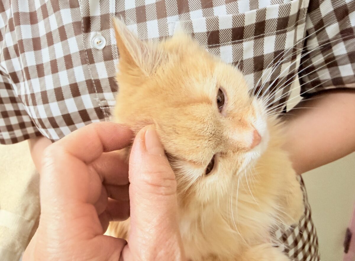 マンチカン(レッドタビー)女の子♪撫で撫でされるの大好き❤️ケージデビューしてるよ! マンチカン