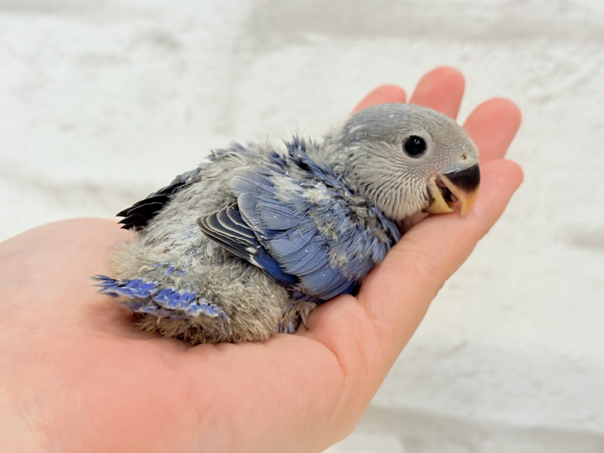 【最新画像更新🪄】青み強め💙✨ピカピカきらきら人気者🐣コザクラインコ(バイオレット) ヒナ コザクラインコ(小桜インコ)