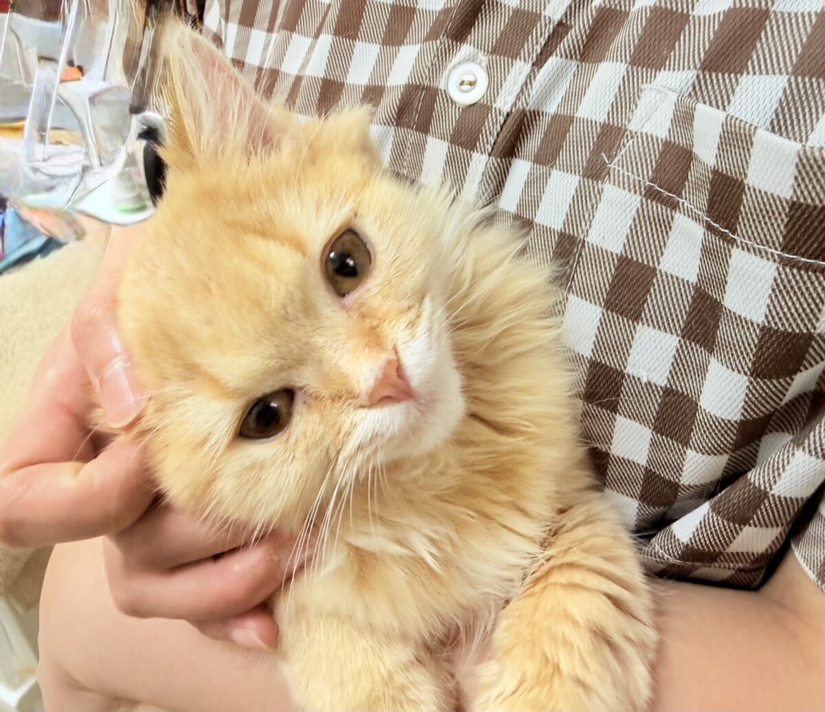 マンチカン(レッドタビー)女の子♪撫で撫でされるの大好き❤️ケージデビューしてるよ! マンチカン