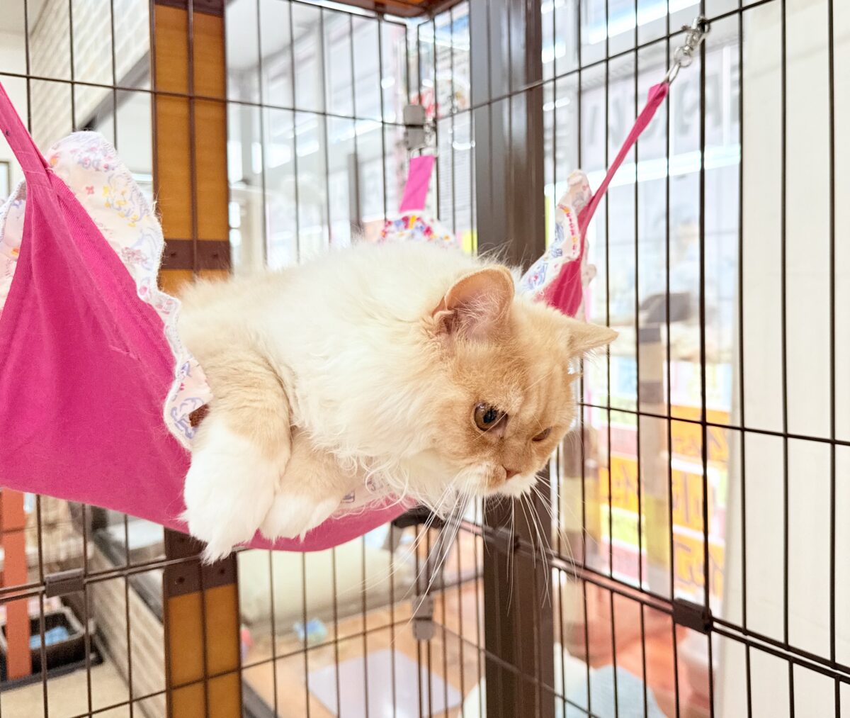 最新画像📸立ち耳スコティッシュフォールド(レッドタビー&ホワイト)男の子♫超絶甘えんぼ〜ハンモックがお気に入り♪ スコティッシュフォールド