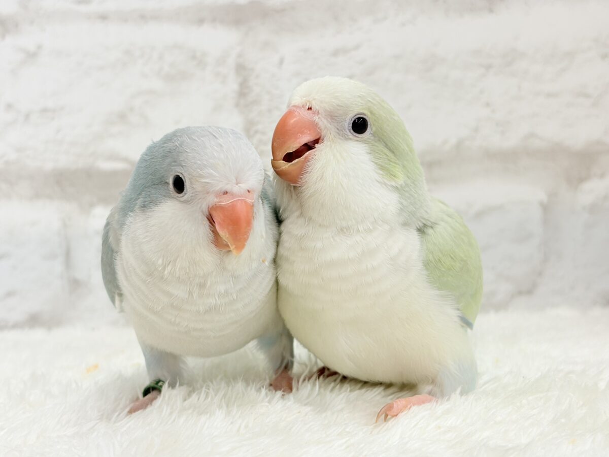オキナインコ